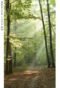 Schulte Decodesign Duschrückwand Foto Waldlichtung -Badmobel Verkauf 15823 3